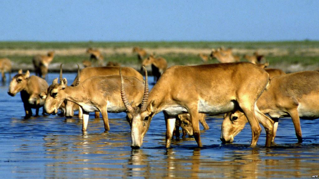 哈萨克斯坦8.5万只濒危动物高鼻羚羊离奇死亡 占全国3