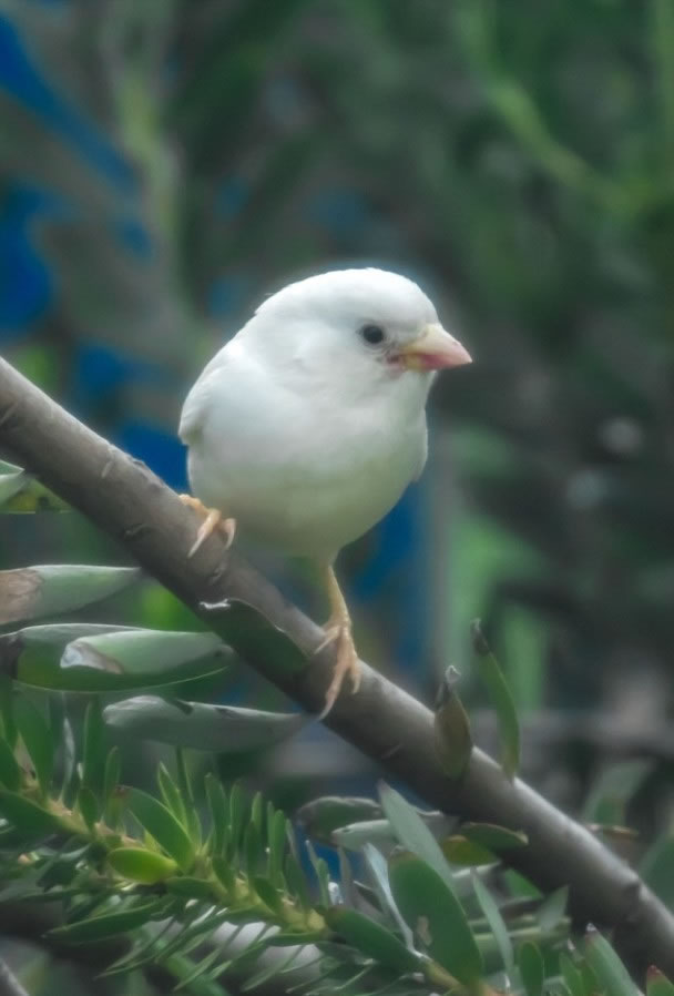 纯白毛色非常显眼,令麻雀容易成为猎物.
