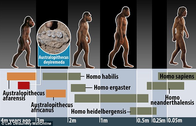 最新发现的Australopithecus deyiremeda与阿法南方古猿生活在同一时期。