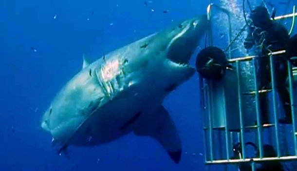 墨西哥瓜达卢普岛附近海域发现世界最大最老的大白鲨深蓝deepblue