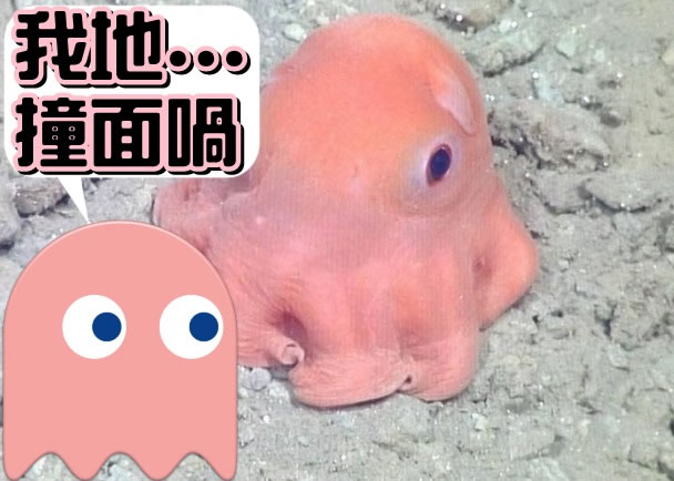 美国罕见可爱迷你八爪鱼可爱扁面蛸外貌似足食鬼