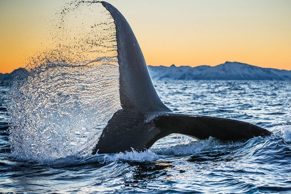 ڱȦŲϿ壬һֻᾨͻһȺ Photograph by Paul Nicklen