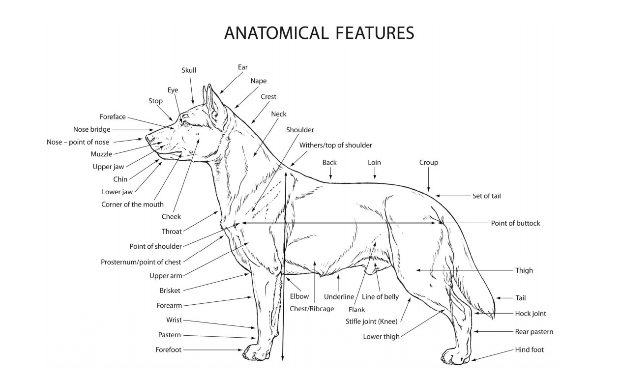 台湾土狗获世界畜犬联盟(fci)认证正名"台湾犬"