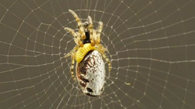 日本研究人员发现一种在蜘蛛背上产卵的黄蜂能够控制蜘蛛的行为,让这