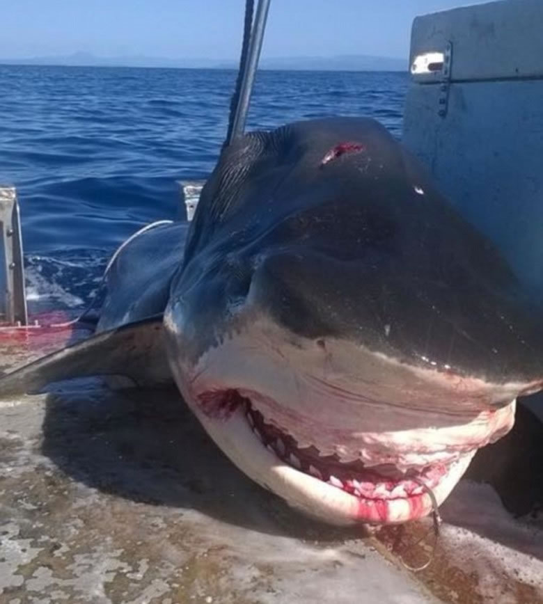 澳洲渔民捕获6米巨无霸虎鲨未知是否与多宗鲨鱼袭击泳客事件有关