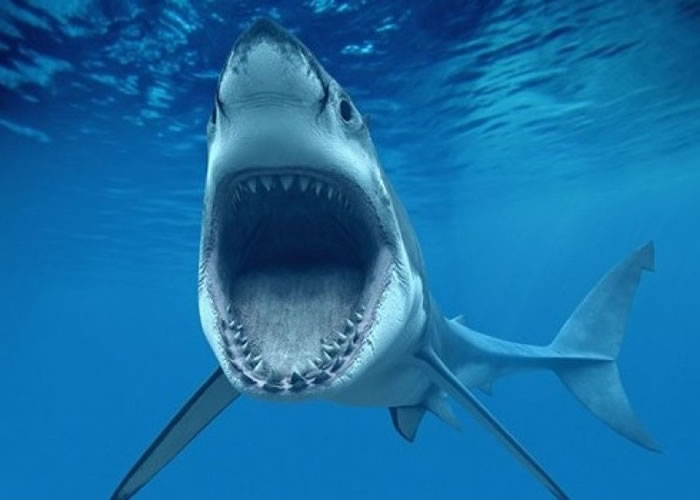 鲨鱼的牙齿可以无限次再生.