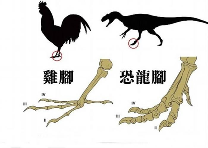 智利科学家做反向进化实验使鸡长出恐龙脚