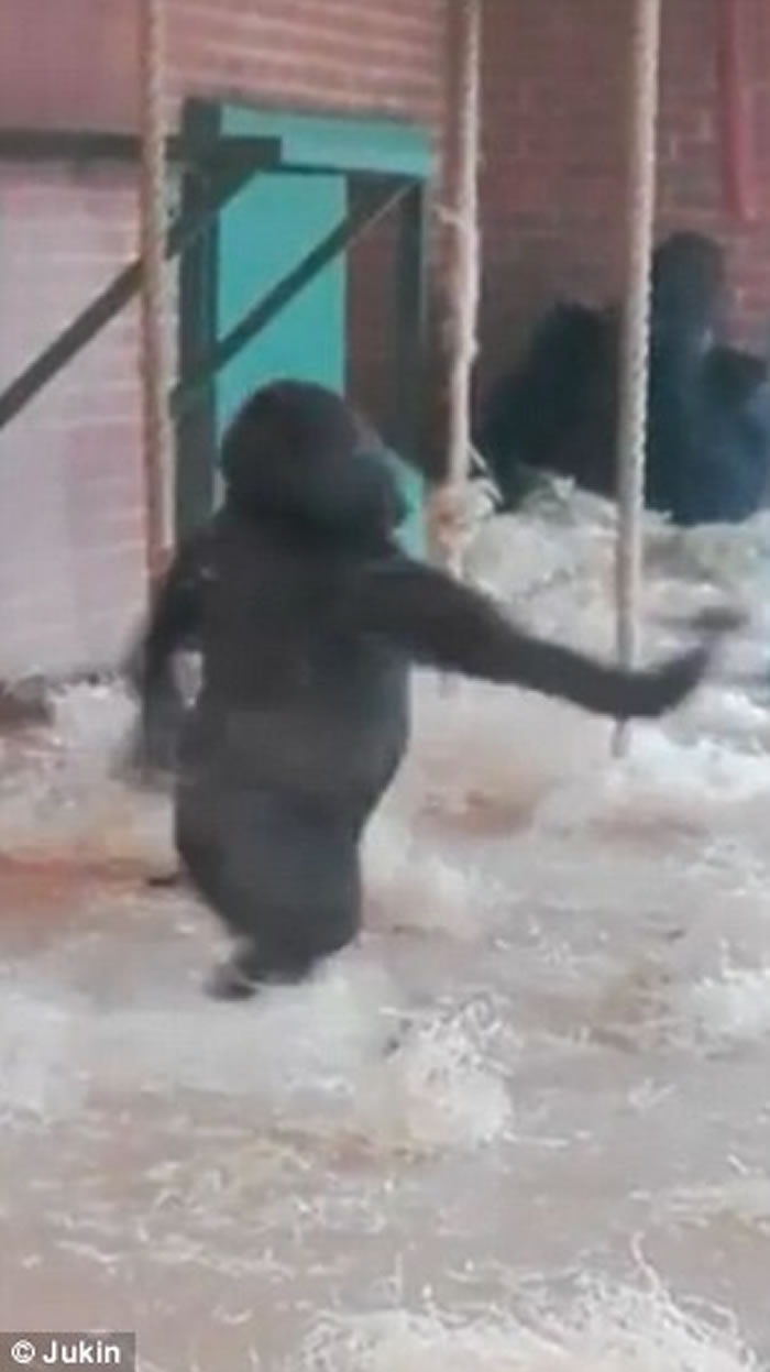 英国莱斯特郡动物园大猩猩忘情跳舞