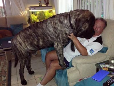 澳大利亚最大的狗:英国獒犬baron重达113公斤