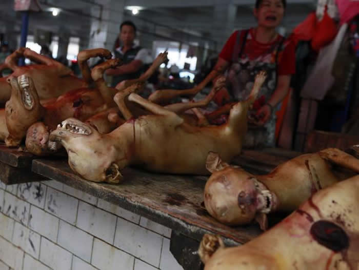广西玉林狗肉节今年禁售香肉