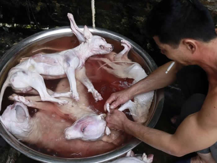 广西玉林狗肉节今年禁售香肉