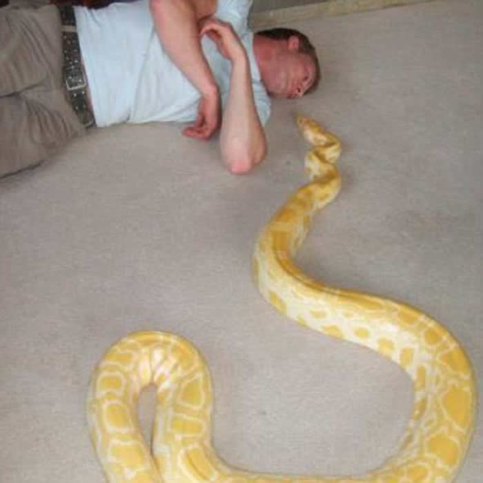 英国蛇痴离奇倒毙凶手或是家中76米宠物蟒蛇