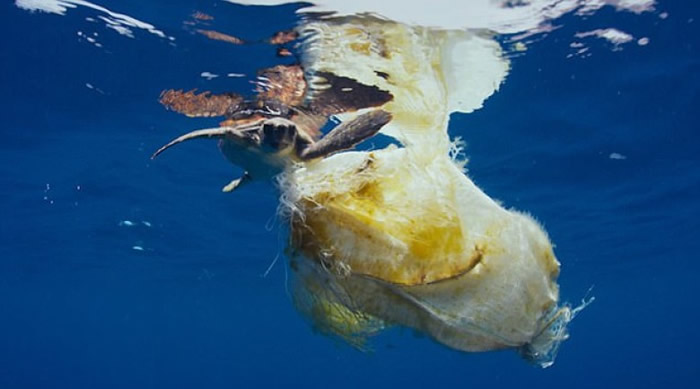 英国bbc纪录片揭海洋污染严重 鲸鱼试图吞下塑胶垃圾