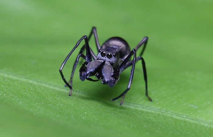 中国科学家首次发现名为大蚁蛛toxeusmagnus的跳蛛具有哺乳行为