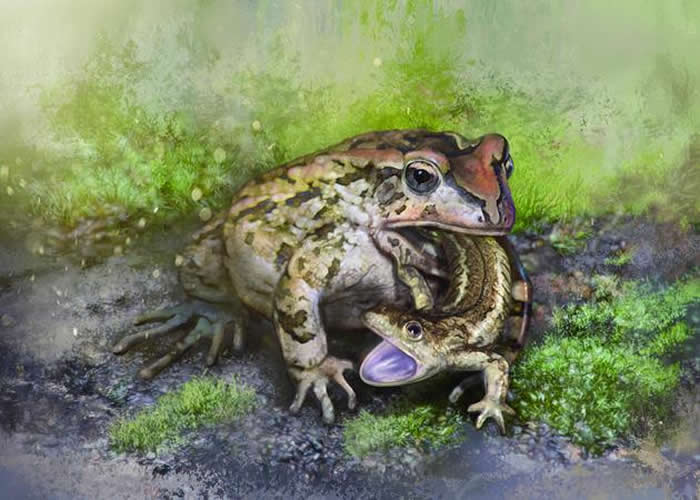 内蒙古东部白垩纪地层发现罕见蛙类胃容物化石揭露12亿年前两栖动物
