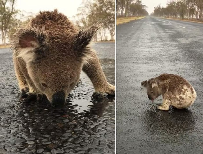 久旱逢甘露澳大利亚新南威尔斯州无尾熊趴在马路上狂舔雨水太渴拒绝