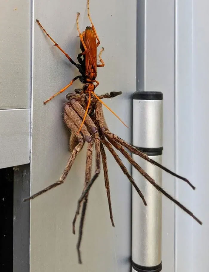 一名网友日前在自家附近看到一只巨大的橘色蛛蜂正咬着另一只大蜘蛛