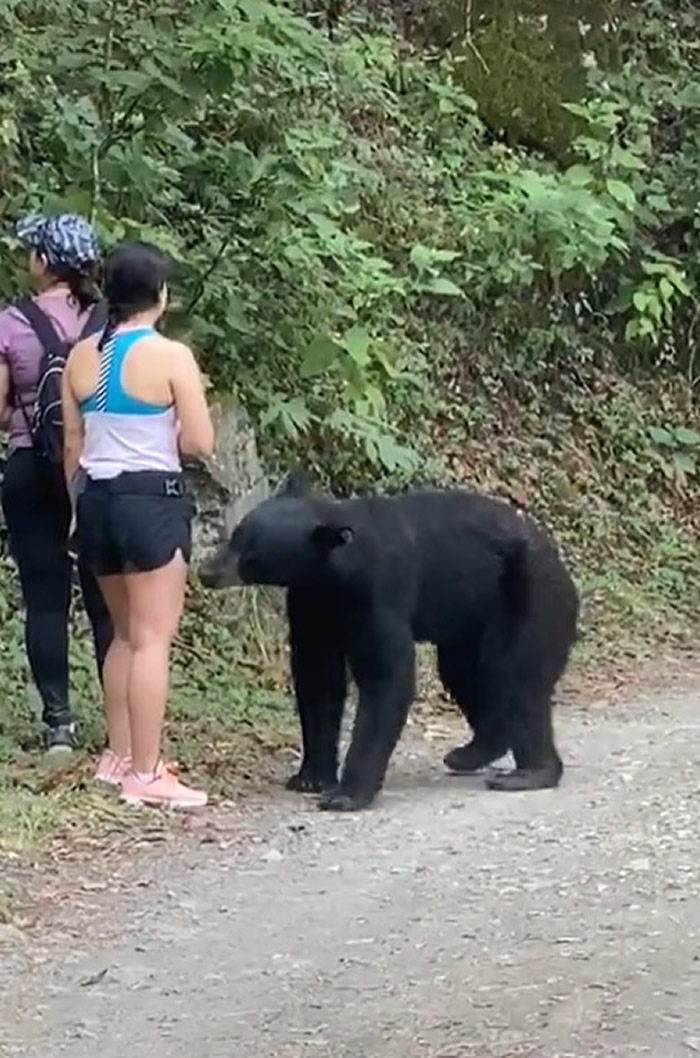 墨西哥3名女子爬山时和黑熊狭路相逢被熊抱坚持原地不动最后脱险